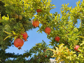 Kurdistan - Granatäpfel